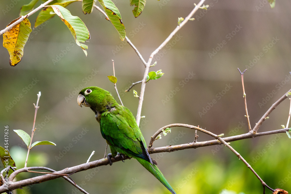 an isolated green parrot perches on tree branch looking to camera left on a spring afternoon an isolated green parrot perches on tree branch looking to camera left on a spring afternoon