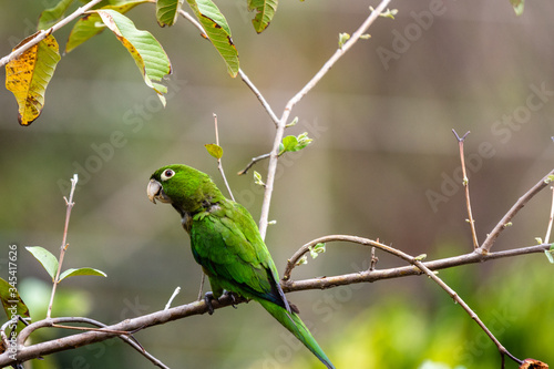 an isolated green parrot perches on tree branch looking to camera left on a spring afternoon 