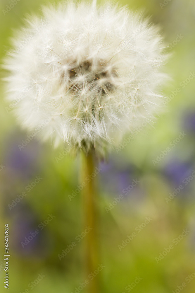 Fototapeta premium Dandelion