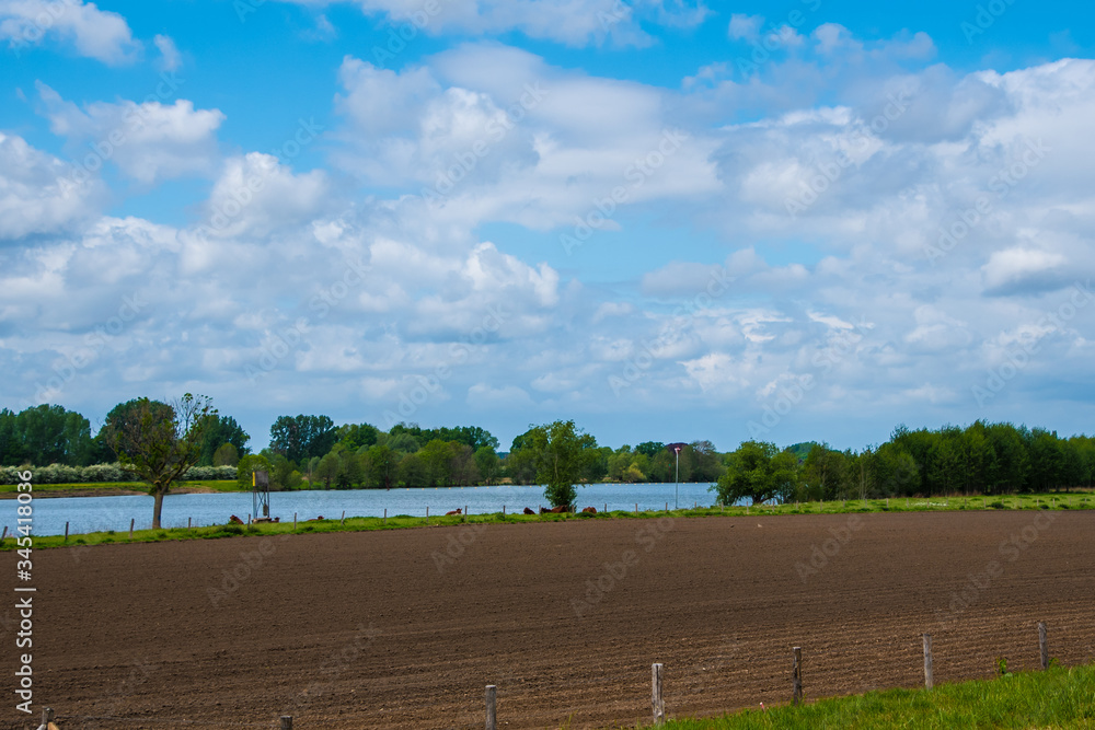 Spring morning in dutch dike landscape at the river Maas. Agricultural landscape.
