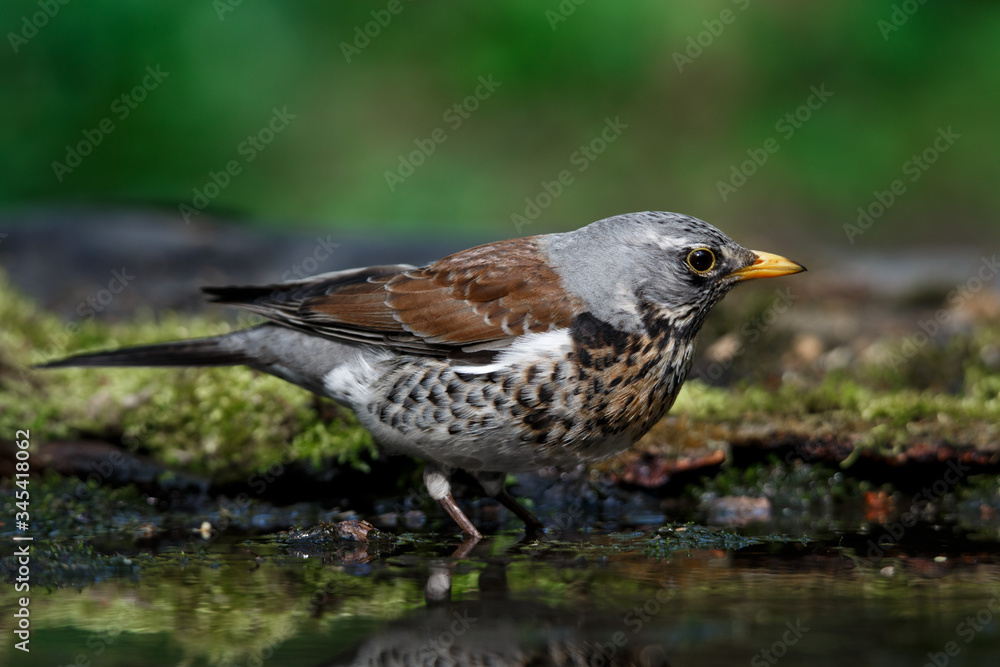 thrush the Fieldfare near the water in spring against the background of greenery thrush the Fieldfare near the water in spring against the background of greenery