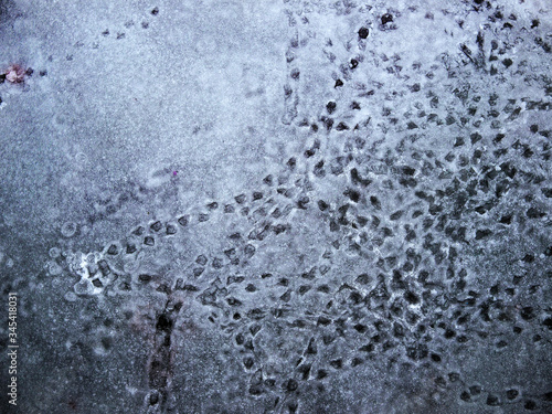 Duck tracks frozen in ice © Simon
