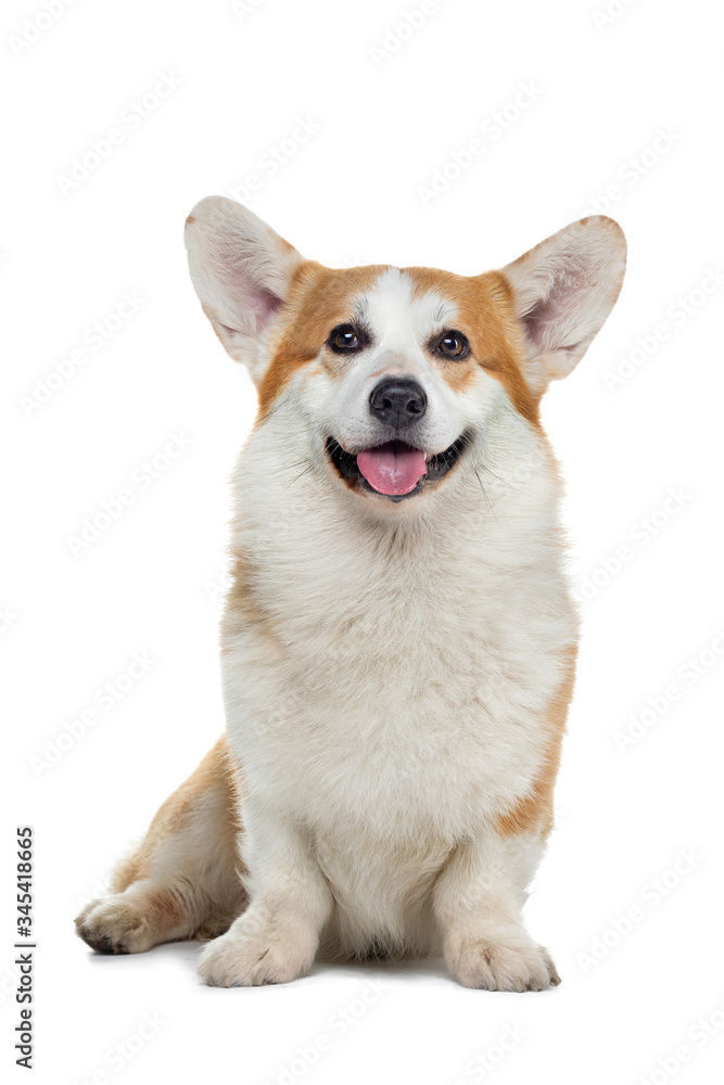 Portrait of a dog on a white background. Smiling Corgi. Pet in the studio.