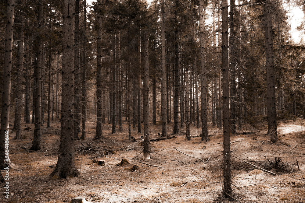 Fototapeta premium trees in the forest