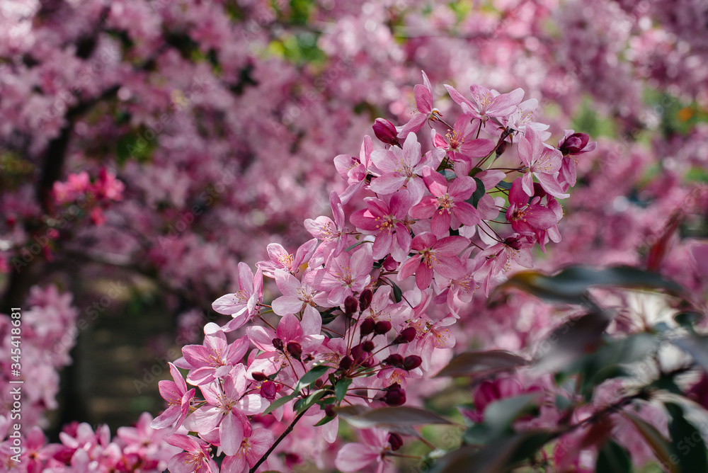 Beautiful, pink blooming Apple tree in the spring garden. Agricultural industry Beautiful, pink blooming Apple tree in the spring garden. Agricultural industry