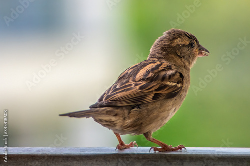 Juvenal sparrow (Passer domesticus) sitting on the balcony railing with blurry background. © Marek Polewski