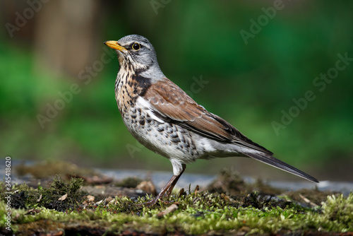 thrush the Fieldfare near the water in spring against the background of greenery