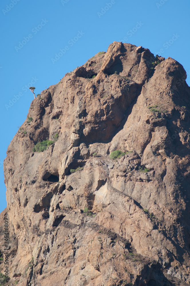 Gran Canaria dragon tree Dracaena tamaranae, in the top left, growing on a great rock. Arguineguin ravine. Gran Canaria. Canary Islands. Spain. Gran Canaria dragon tree Dracaena tamaranae, in the top left, growing on a great rock. Arguineguin ravine. Gran Canaria. Canary Islands. Spain.