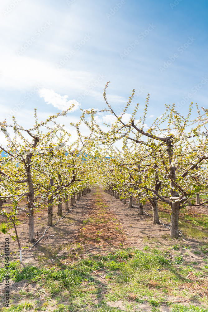 View of flowering cherry trees in Okanagan Valley orchard, with sunshine and blue sky
