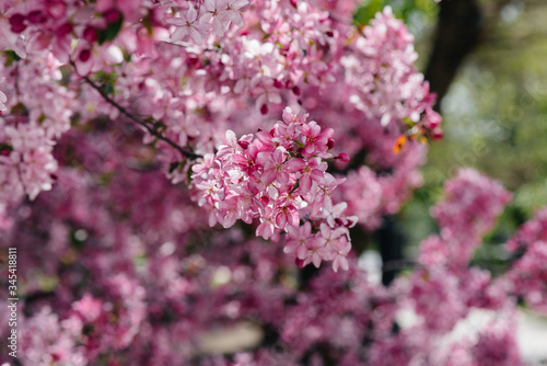 Beautiful, pink blooming Apple tree in the spring garden. Agricultural industry