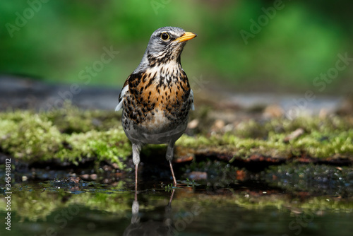 Wallpaper Mural thrush the Fieldfare near the water in spring against the background of greenery Torontodigital.ca