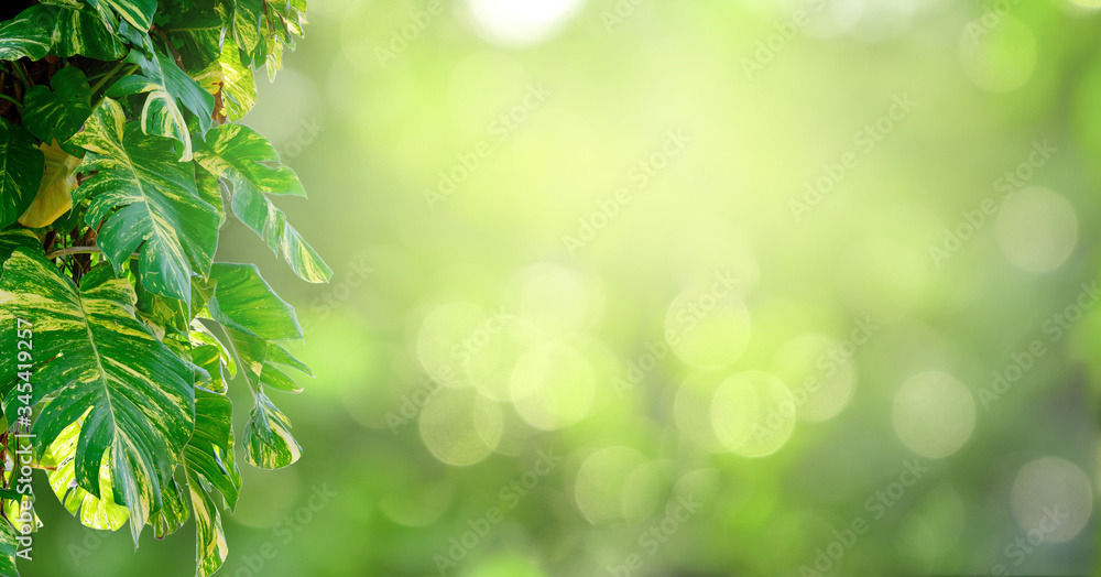 Leaf background bokeh blur green background Leaf background bokeh blur green background