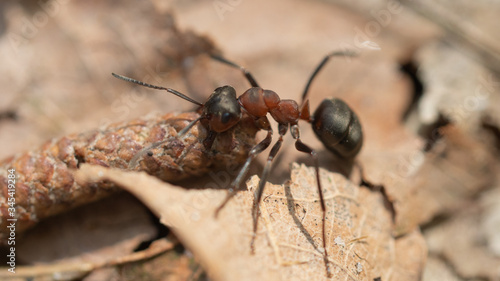 mrówka © Roman