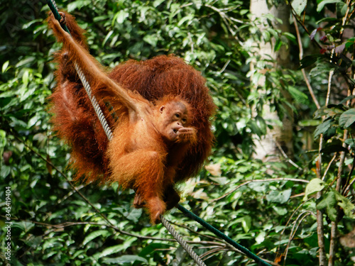 Wild Orang Utan mother with her child sitting and eating in a tree in Malaysia