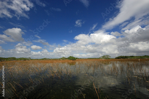 Red mangroves, reeds and periphyton of Nine Mile Pond in Everglades National Park on sunny October afternoon.