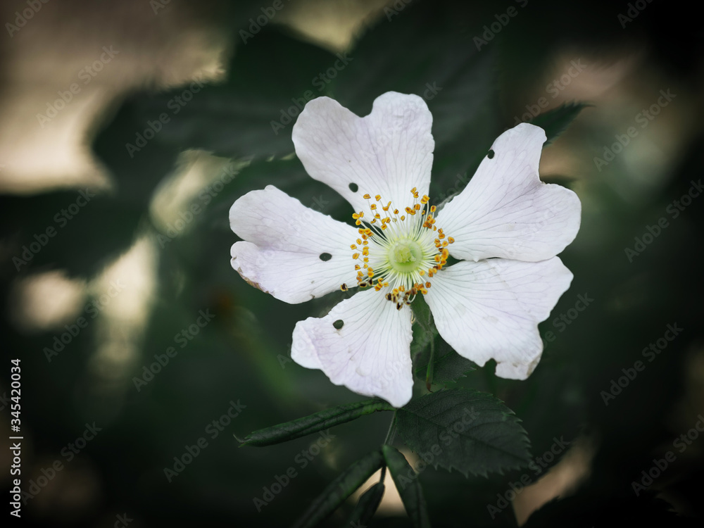 apple tree blossom apple tree blossom