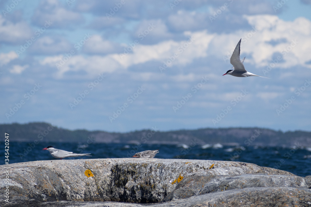 Fototapeta premium two terns protecting their chick