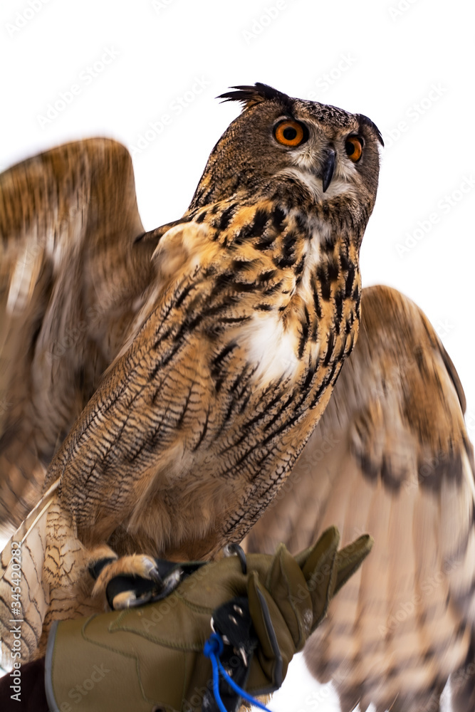 Fototapeta premium Close-up of an owl sitting on a man's arm