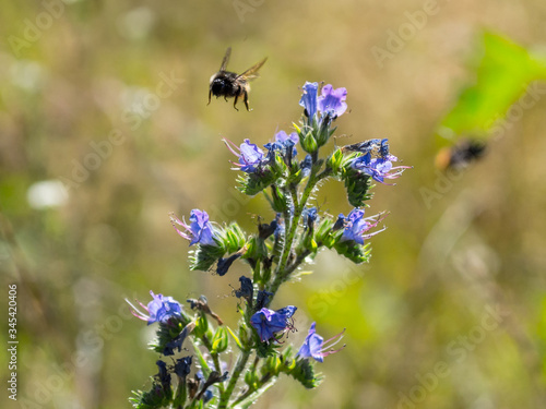 bumble bee flying by a flower