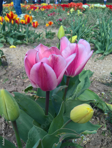 Tulips flowers