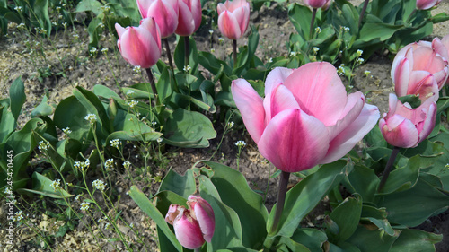 Tulips flowers