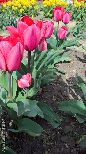 Tulips flowers