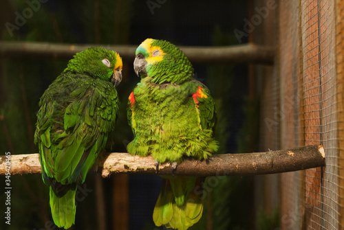 A couple of green parrots sitting on a wooden stick. 