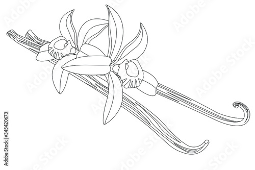 Vector illustration. Vanilla pods with flowers. Real vanilla flowers. Black line. Coloring page. Isolated on white. Spice.
