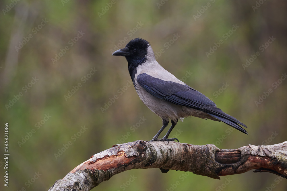 Hooded crow (Corvus cornix) Hooded crow (Corvus cornix)