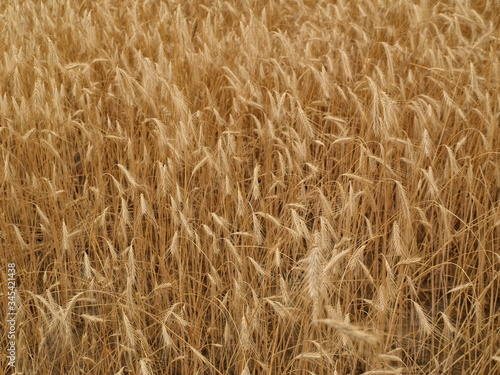 Golden wheat field 2