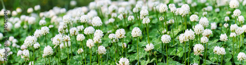 Panoramic view of white clover flowers on green color bokeh background