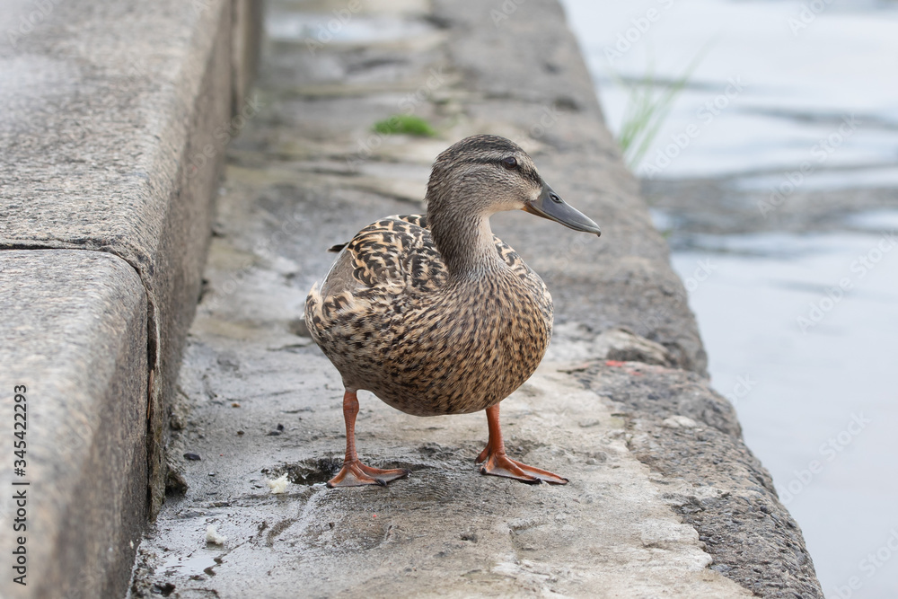 Wild female mallard duck on concrete river bank Wild female mallard duck on concrete river bank