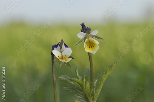 Fiołek polny - Viola arvensis