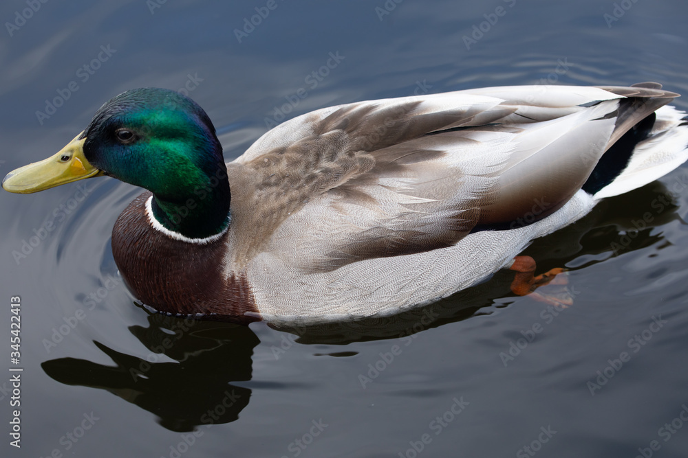 Obraz premium Green headed wild male mallard duck drake swimming - close up photo