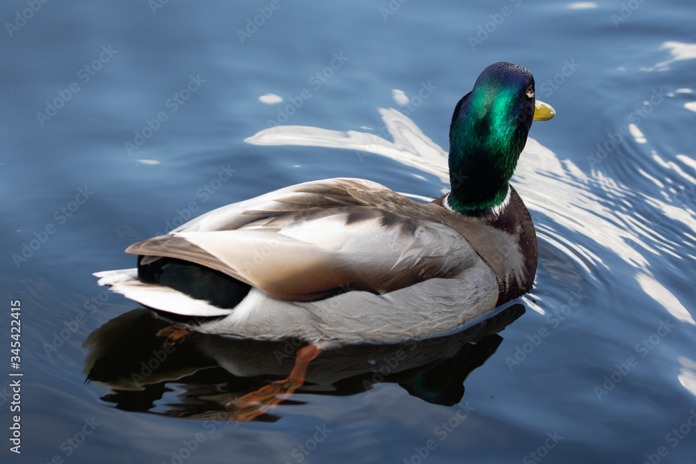 Obraz premium Green headed wild male mallard duck drake swimming - close up photo