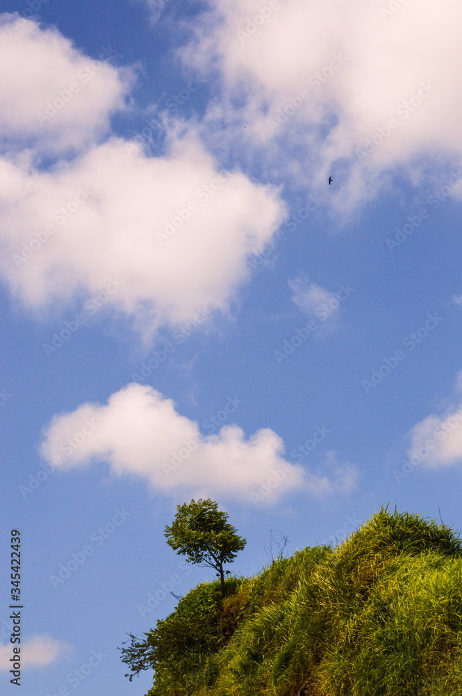 a tree with beautiful clouds above it a tree with beautiful clouds above it