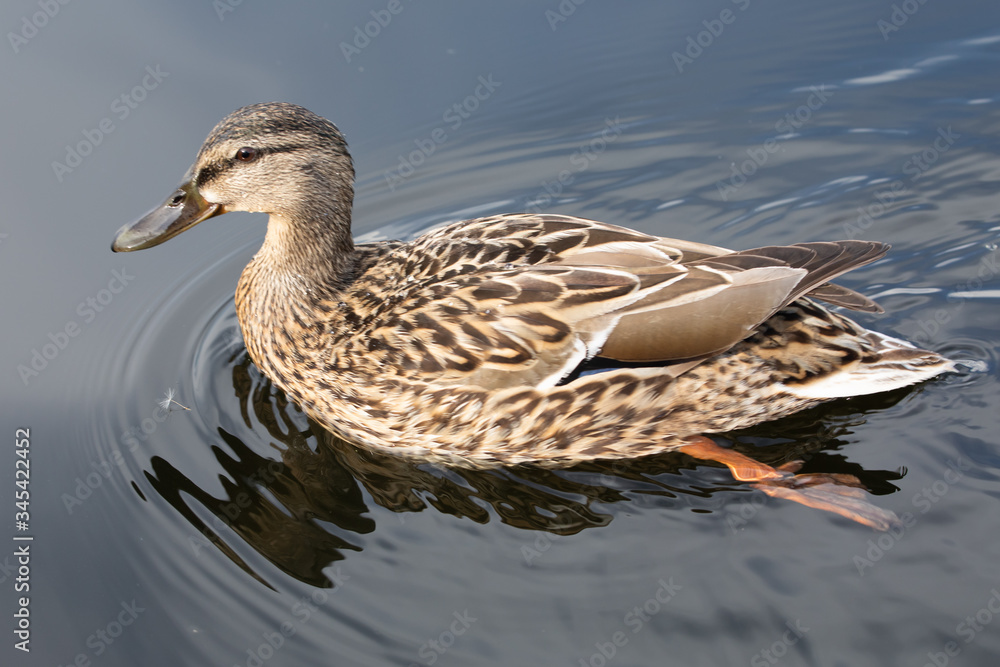 Wild female mallard duck swimming - close up photo Wild female mallard duck swimming - close up photo
