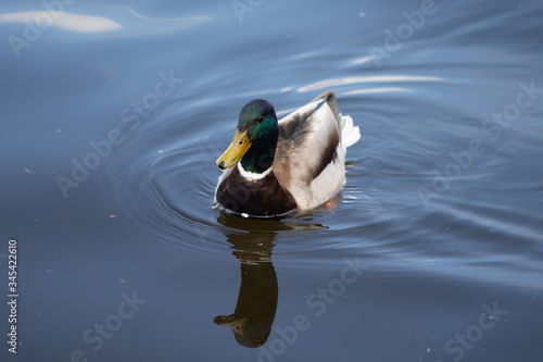 Green headed wild male mallard duck drake swimming - close up photo