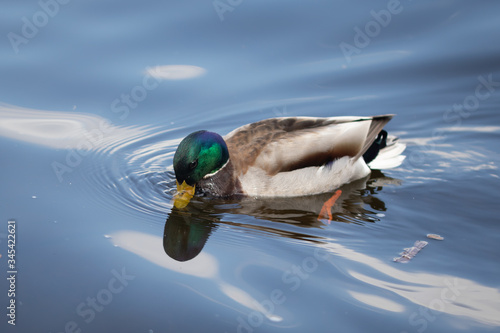 Green headed wild male mallard duck drake swimming - close up photo
