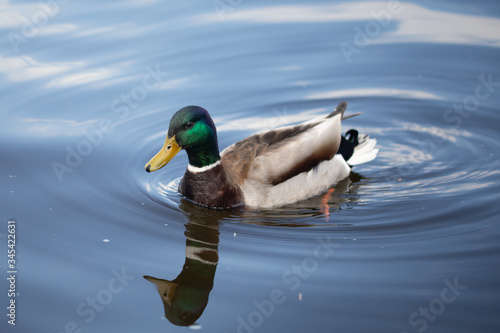 Green headed wild male mallard duck drake swimming - close up photo