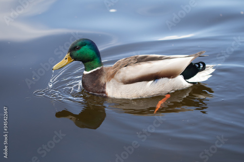 Green headed wild male mallard duck drake swimming - close up photo