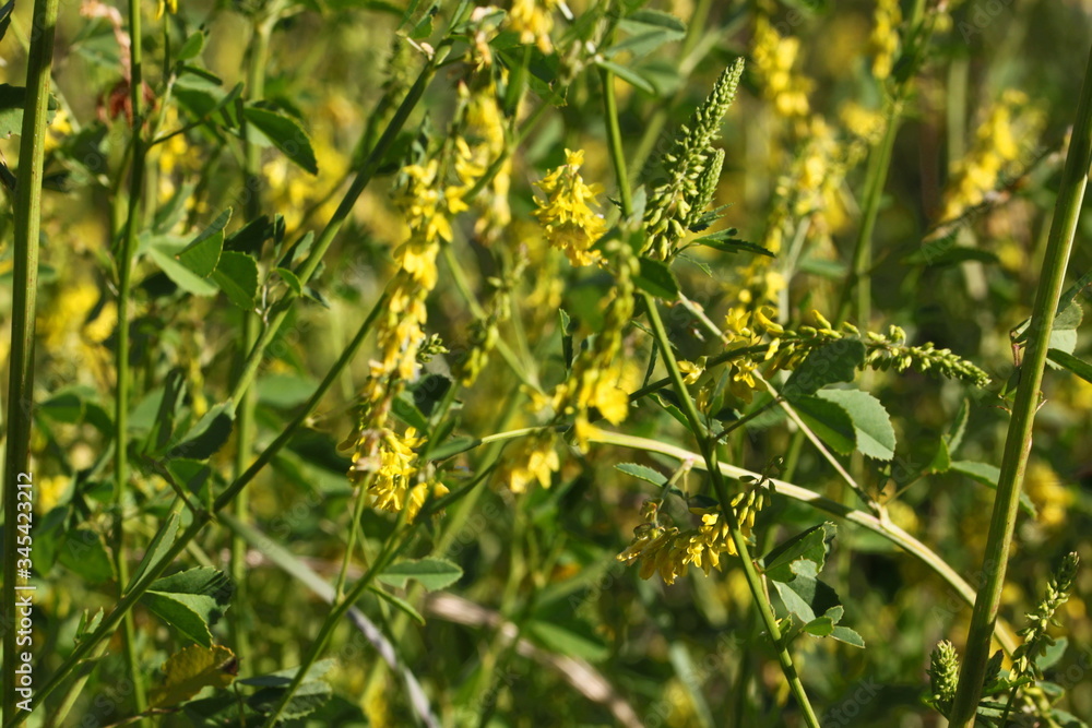 Closeup texture of some yellow melilot plants in bloom ( Melilotus officinalis ) with blossoms, green leaves and stems on a meadow Closeup texture of some yellow melilot plants in bloom ( Melilotus officinalis ) with blossoms, green leaves and stems on a meadow