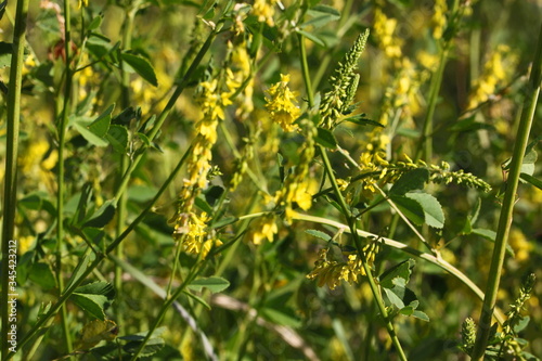 Closeup texture of some yellow melilot plants in bloom ( Melilotus officinalis ) with blossoms, green leaves and stems on a meadow