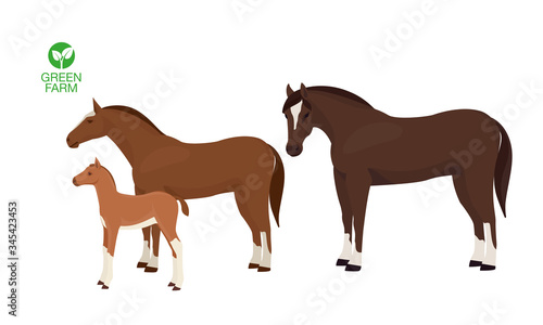 Horses with foal vector illustration isolated on white background. Farm animal.