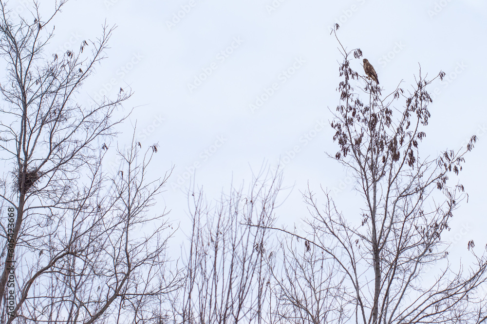 A falcon bird landed on a tree, besides a nest. A falcon bird landed on a tree, besides a nest.