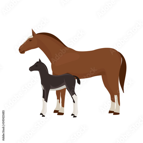 Horse with foal vector illustration isolated on white background. Farm animal.