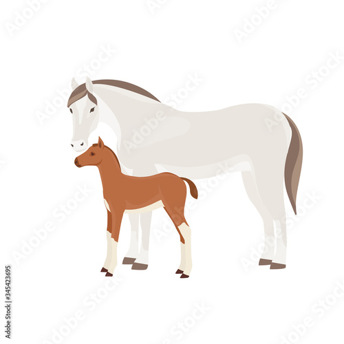 Horse with foal vector illustration isolated on white background. Farm animal.