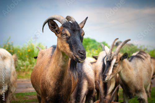 Countryside. Artiodactyl animal farm. In the frame is a herd of brown goats. The goat is looking into the lens.