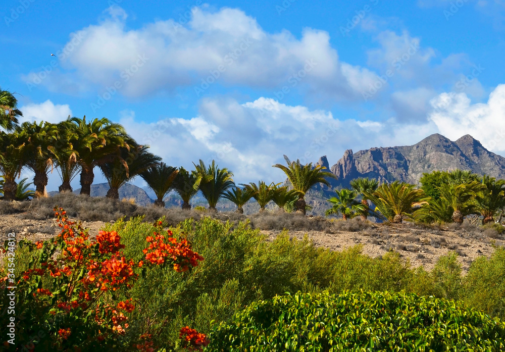 Landscape with tropical flowers and palm trees and the mountains in the background in Torviscas Alto,Tenerife,Canary Islands,Spain.
