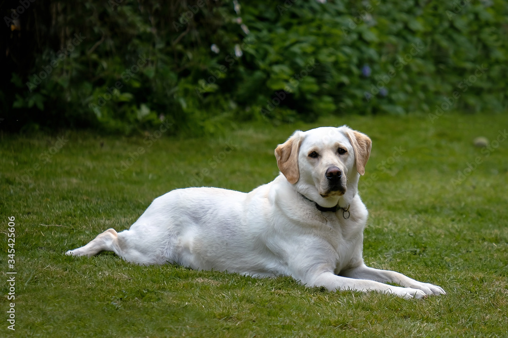 Yellow golden female Labrador retriever lying on the green grass